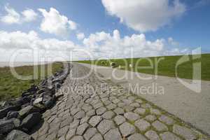 Waddendyke with sheep on the island of Terschelling in the Nethe