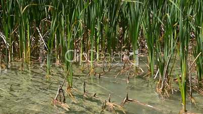 One duck and fishes in clear water