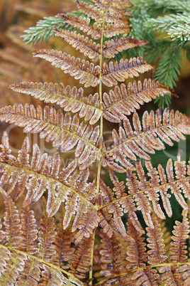 Detail of frozen leaf fern