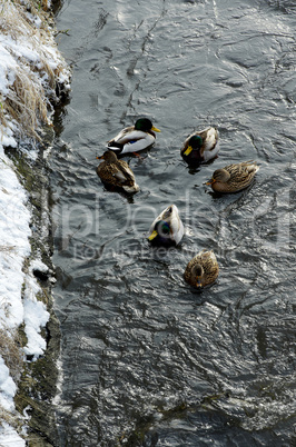 enten im winter