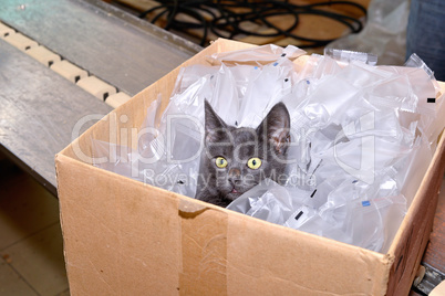 Black cat sitting in a cardboard box including packing bags fact