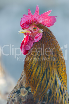 Portrait of a Rooster