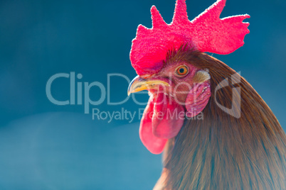 Portrait of a Rooster