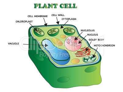 plant cell