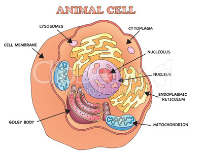 animal cell