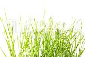 Green grass isolated on white background