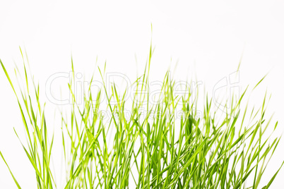 Green grass isolated on white background