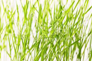 Green grass isolated on white background