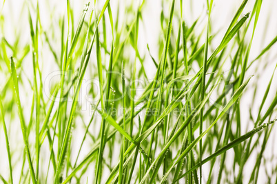 fresh green grass with water drops close-up