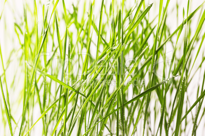 fresh green grass with water drops close-up