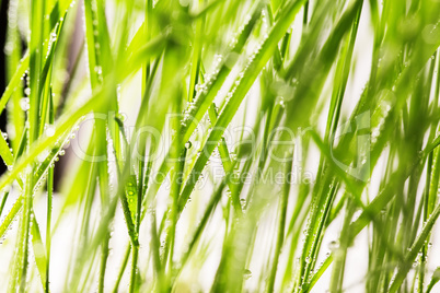 fresh green grass with water drops close-up