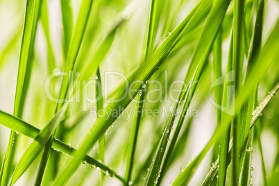 fresh green grass with water drops close-up