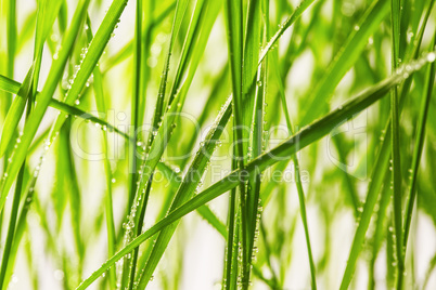 fresh green grass with water drops close-up