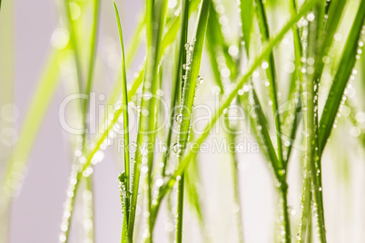 fresh green grass with water drops close-up