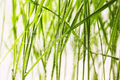 fresh green grass with water drops close-up