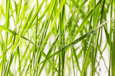 fresh green grass with water drops close-up