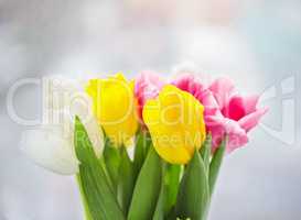 Beautiful pink and purple tulips. A bouquet of flowers for March 8, or Valentine's day