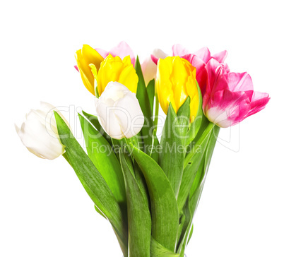 Bunch of spring tulips flowers in metal pot isolated on white background. A bouquet of flowers for March 8, or Valentine's day