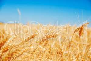 Gold wheat field and blue sky