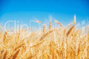 Gold wheat field and blue sky