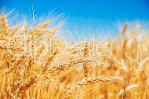 Gold wheat field and blue sky