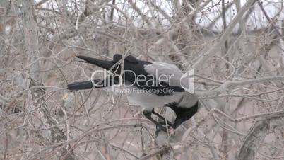 Hoodie (Corvus cornix) lunching in winter