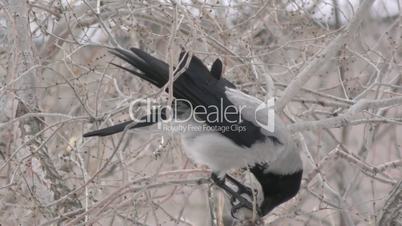 Hoodie (Corvus cornix) lunching in winter