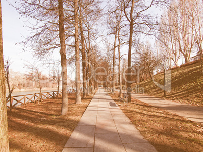 Path among trees vintage