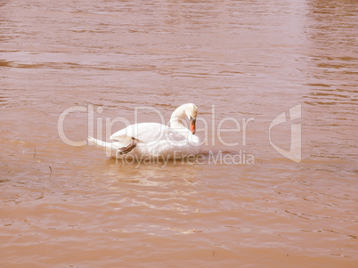 Retro looking Swan bird