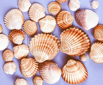 Shells picture vintage