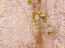 Retro looking Ivy leaves