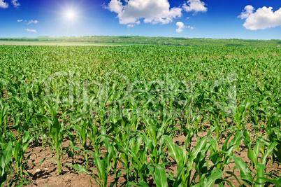 green corn field and blue sky