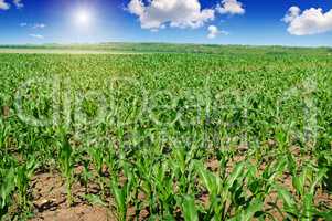 green corn field and blue sky