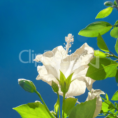White Hibiscus Flower and Green Leaves againt Blue Sky