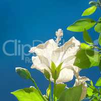 White Hibiscus Flower and Green Leaves againt Blue Sky