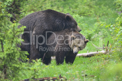 Braunbär