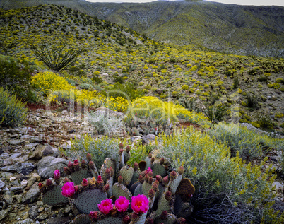 Blooming Desert, Anza-Borego, California