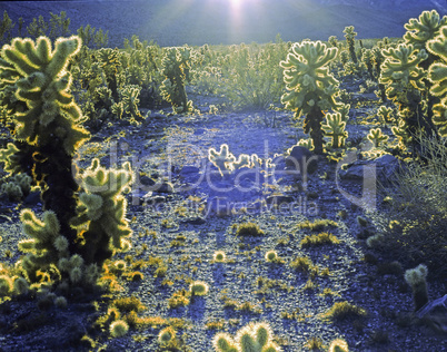 Cholla Cactus, California