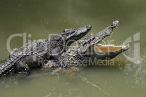 two crocodiles in a farm, Thailand