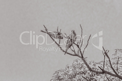 Couple of Parrots in the Top of a Tree