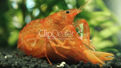 Mexican dwarf crayfish mating in nano aquarium