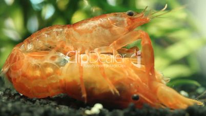 Mexican dwarf crayfish mating in nano aquarium