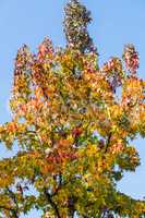 Herbstbaum  im November bei sonnigen Wetter.
