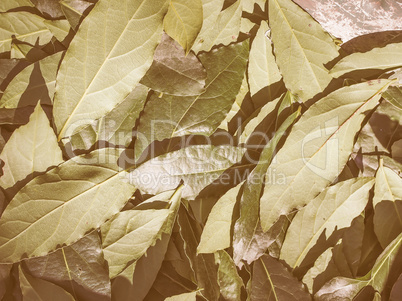 Retro looking Bay tree leaf