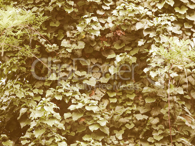 Retro looking Ivy picture