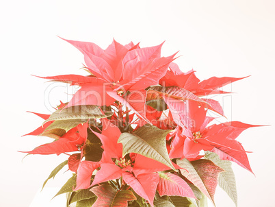 Retro looking Poinsettia Christmas star