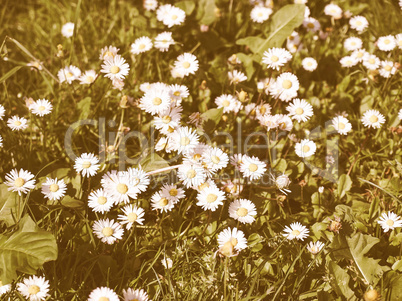 Retro looking Daisy picture