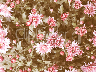 Retro looking Chrysanthemum picture