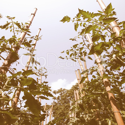 Retro looking Tomato plants