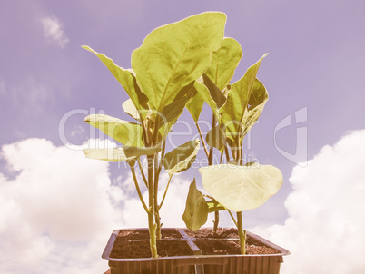 Retro looking Plug aubergine plant